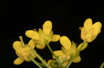 Creeping yellowcress